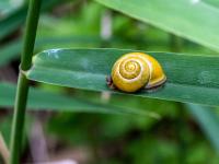 Gelbe Schnecke auf Schilfblatt